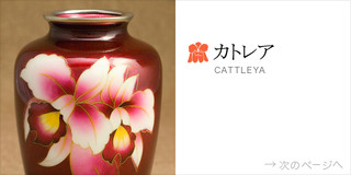 カトレア